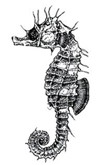 Hippocampus guttulatus_claves